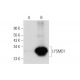 LYSMD1 Antibody (G-11) - Western Blotting - Image 318062 