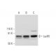 LysRS Antibody (B-2) - Western Blotting - Image 292948 