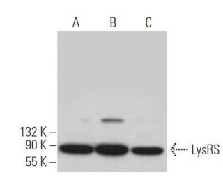 LysRS Antibody (B-2) - Western Blotting - Image 366075 