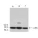 LysRS Antibody (B-2) - Western Blotting - Image 366075 
