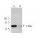 LysRS Antibody (B-2) - Western Blotting - Image 382699