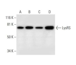 LysRS Antibody (D-4) - Western Blotting - Image 297028 