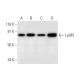 LysRS Antibody (D-4) - Western Blotting - Image 297028 