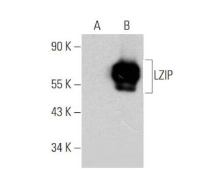 LZIP Antibody (H-7) - Western Blotting - Image 346442