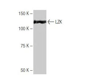 LZK Antibody (1-RY22) - Western Blotting - Image 64991