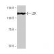LZK Antibody (1-RY22) - Western Blotting - Image 64991