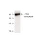 LZTFL1 Antibody (1) - Western Blotting - Image 136748