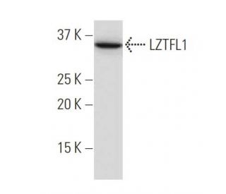LZTFL1 Antibody (35-Y) - Western Blotting - Image 34334 