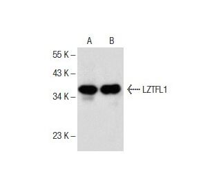 LZTFL1 Antibody (C-6) - Western Blotting - Image 151740 