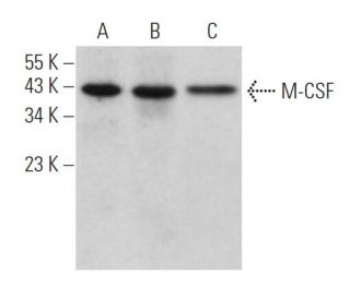 M-CSF Antibody (D-4) - Western Blotting - Image 361857 