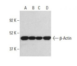 &beta;-Actin (C4): sc-47778. Western blot analysis of &beta;-Actin expression in HeLa (A), Jurkat (B), K-562 (C) and A-431 (D) whole 