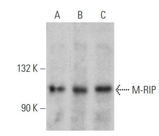 M-RIP Antibody (E-1) - Western Blotting - Image 359974 