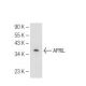 M1 Whole Cell Lysate: sc-364782. Western blot analysis of APRIL...