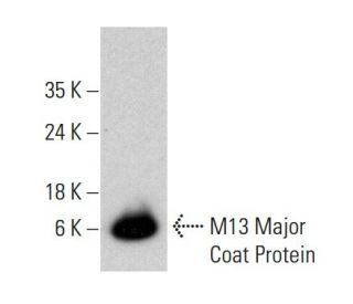 M13 Major Coat Protein Antibody (RL-ph1) - Western Blotting - Image 384054 