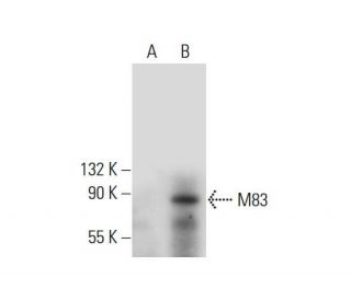 M83 Antibody (B-5) - Western Blotting - Image 308428 