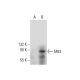 M83 Antibody (B-5) - Western Blotting - Image 308428 