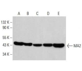 MA2 Antibody (B-8) - Western Blotting - Image 377693 