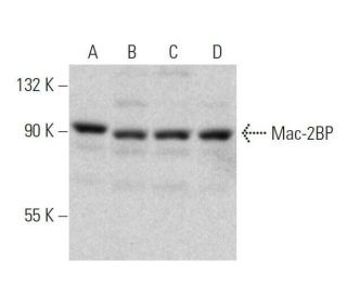 Mac-2BP Antibody (E-8) - Western Blotting - Image 358598Each CRISPR/Cas9 Knockout (KO) Plasmid product consists of a pool of 3 plasmids designed to ensure identification and cleavage of a specific gene for maximum knockout efficiency. Each plasmid encodes a unique 20 nt sequence derived from the GeCKO (v2) library.