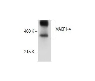 MACF1-4 Antibody (D-10) - Western Blotting - Image 281133