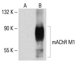 mAChR M1 Antibody (G-9) - Western Blotting - Image 145692 