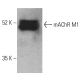 mAChR M1 Antibody (G-9) - Western Blotting - Image 401524 