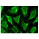 mAChR M1 Antibody (H-2) - Immunofluorescence - Image 143157 