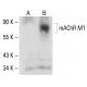 mAChR M1 Antibody (H-2) - Western Blotting - Image 142533 