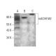 mAChR M2 Antibody (2Q147) - Western Blotting - Image 377247