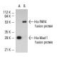 His-probe (H-15): sc-803. Western blot analysis of Mad 1 (1-221):...