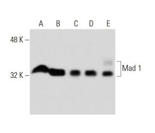 Mad 1 Antibody (F-1) - Western Blotting - Image 134876 