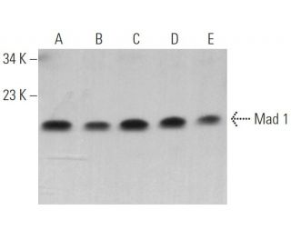 Mad 1 Antibody (F-1) - Western Blotting - Image 363799