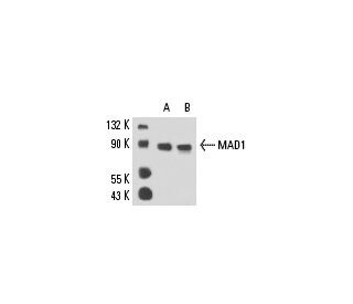 MAD1 Antibody (117-470) - Western Blotting - Image 15596 
