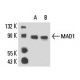 MAD1 Antibody (117-470) - Western Blotting - Image 15596 