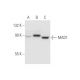 MAD1 Antibody (117-470) - Western Blotting - Image 62650