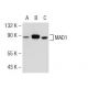 MAD1 Antibody (117-470) - Western Blotting - Image 126258 