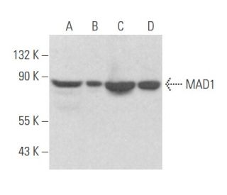 MAD1 Antibody (D-5) - Western Blotting - Image 356057 