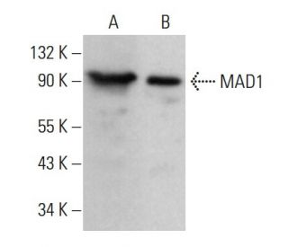 MAD1 Antibody (D-6) - Western Blotting - Image 381131 