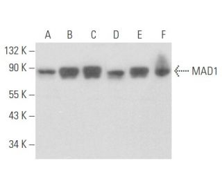 MAD1 Antibody (F-7) - Western Blotting - Image 355581 