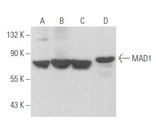 MAD1 Antibody (G-12) - Western Blotting - Image 356059 