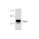 Mad2 Antibody (C-3) - Western Blotting - Image 145025