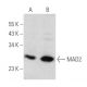 MAD2 Antibody (C-9) - Western Blotting - Image 354847