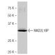 MAD2L1BP Antibody (4-RE23) - Western Blotting - Image 64992 