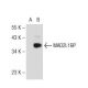 MAD2L1BP Antibody (4-RE23) - Western Blotting - Image 125543 