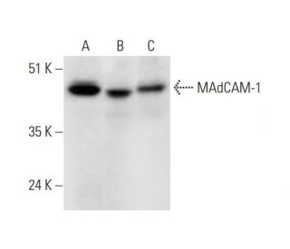 MAdCAM-1 Antibody (G-3) - Western Blotting - Image 325080 