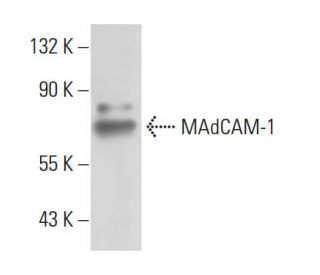 MAdCAM-1 Antibody (MECA-367) - Western Blotting - Image 10899 