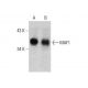 MAF1 Antibody (H-2) - Western Blotting - Image 387392 