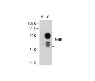 MafB Antibody (F-11) - Western Blotting - Image 31794 