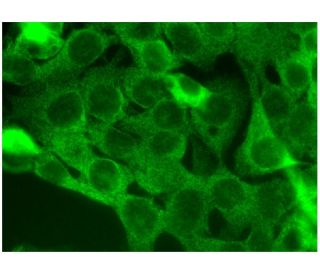 MAFbx Antibody (F-9) - Immunofluorescence - Image 295293 