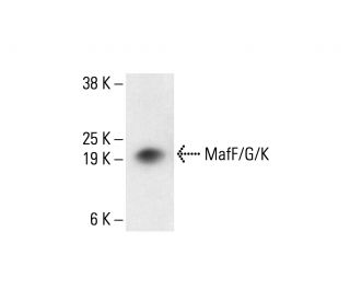 MafF/G/K Antibody (D-12) - Western Blotting - Image 412002Each CRISPR/Cas9 Knockout (KO) Plasmid product consists of a pool of 3 plasmids designed to ensure identification and cleavage of a specific gene for maximum knockout efficiency. Each plasmid encodes a unique 20 nt sequence derived from the GeCKO (v2) library.