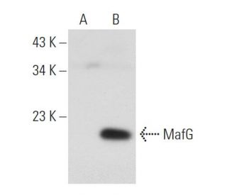 MafF/G/K Antibody (D-12) - Western Blotting - Image 108802 